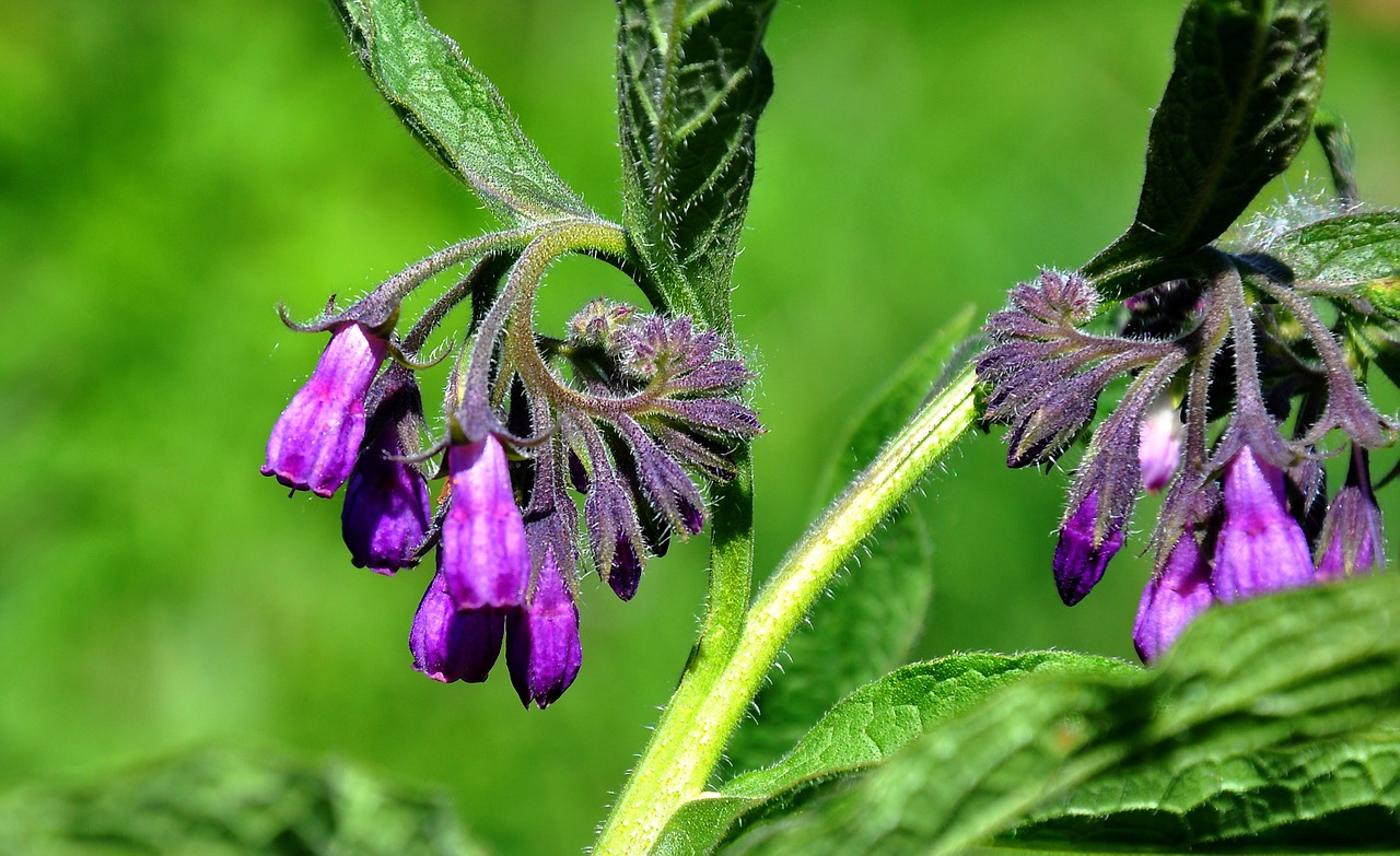 comfrey spring nature free photo