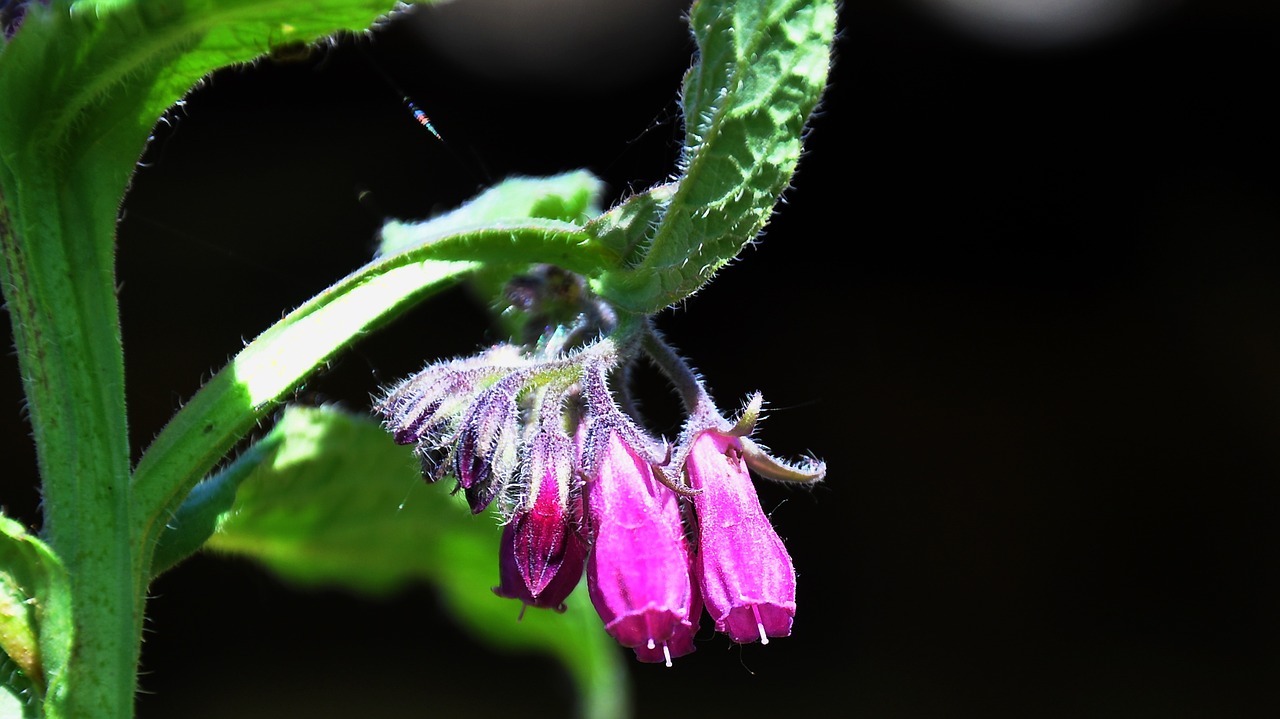 comfrey spring nature free photo