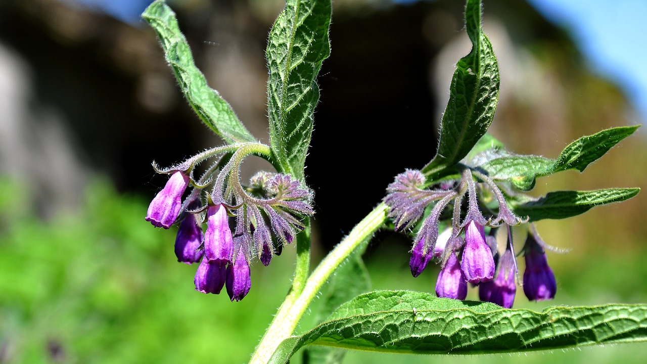 comfrey spring nature free photo