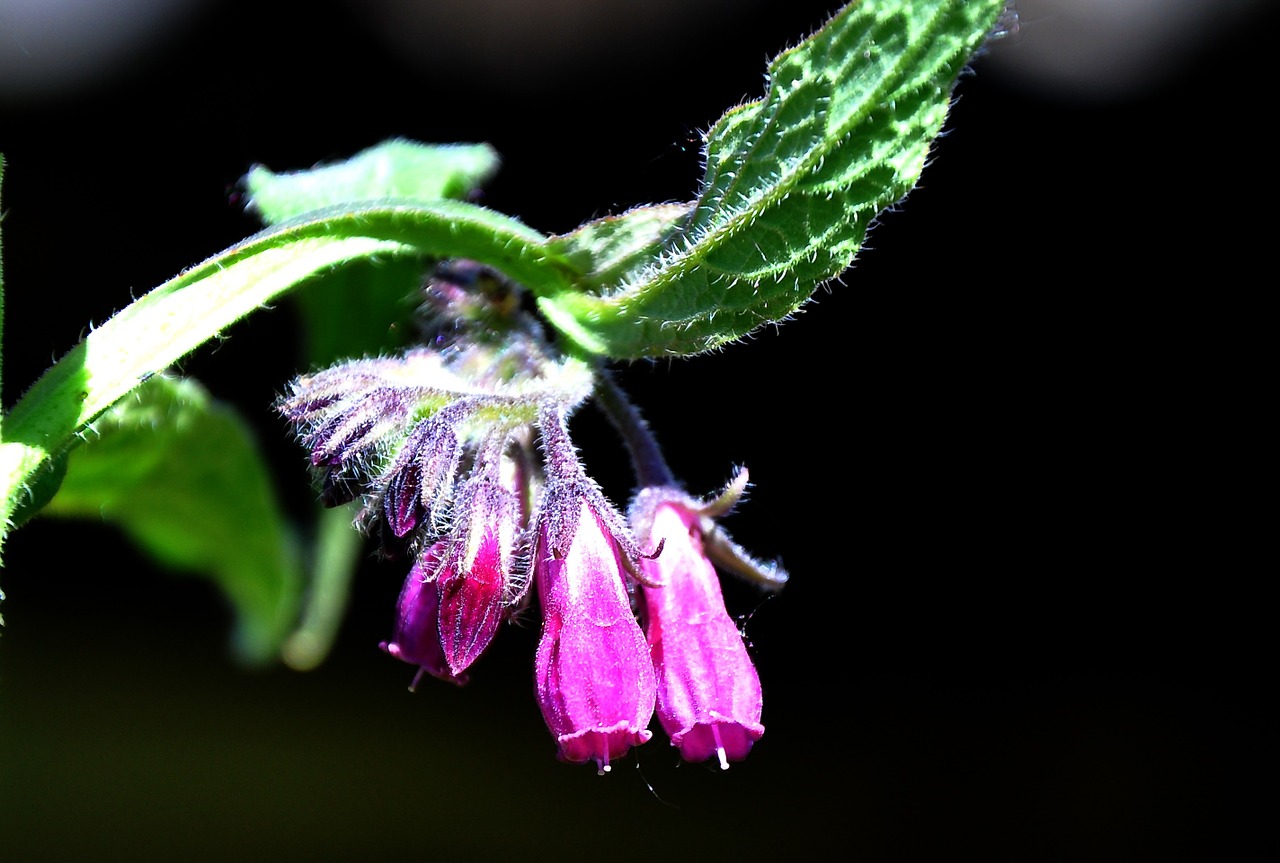 comfrey spring nature free photo