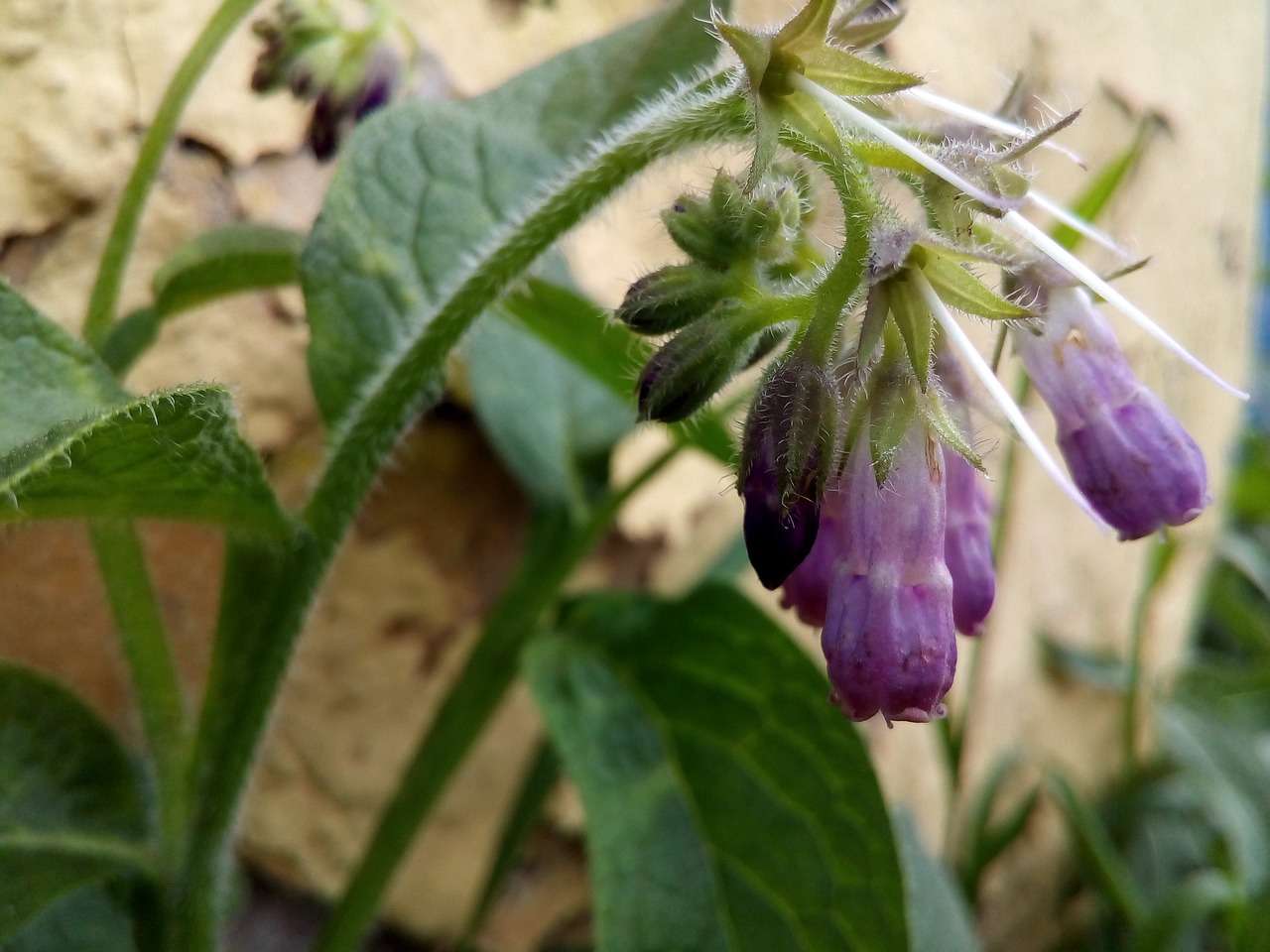 comfrey flower faded free photo