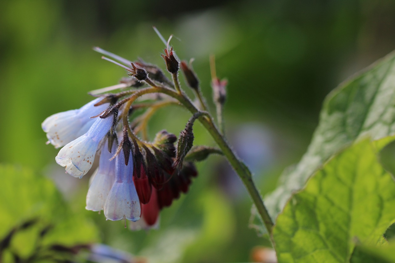 comfrey wild flowers nature free photo