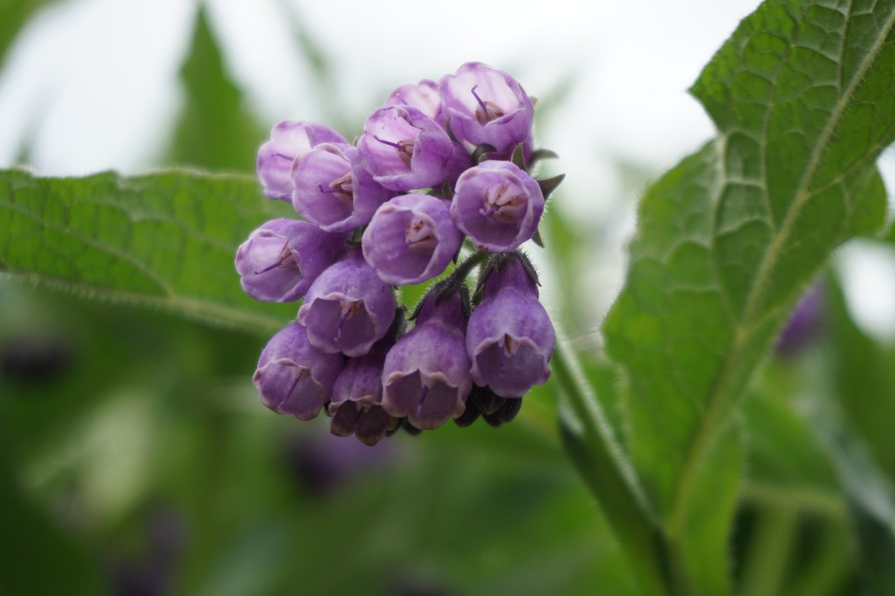 comfrey flower  nature  medicinal herb free photo