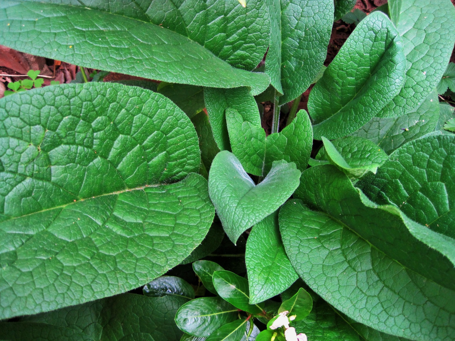 leaves large green free photo