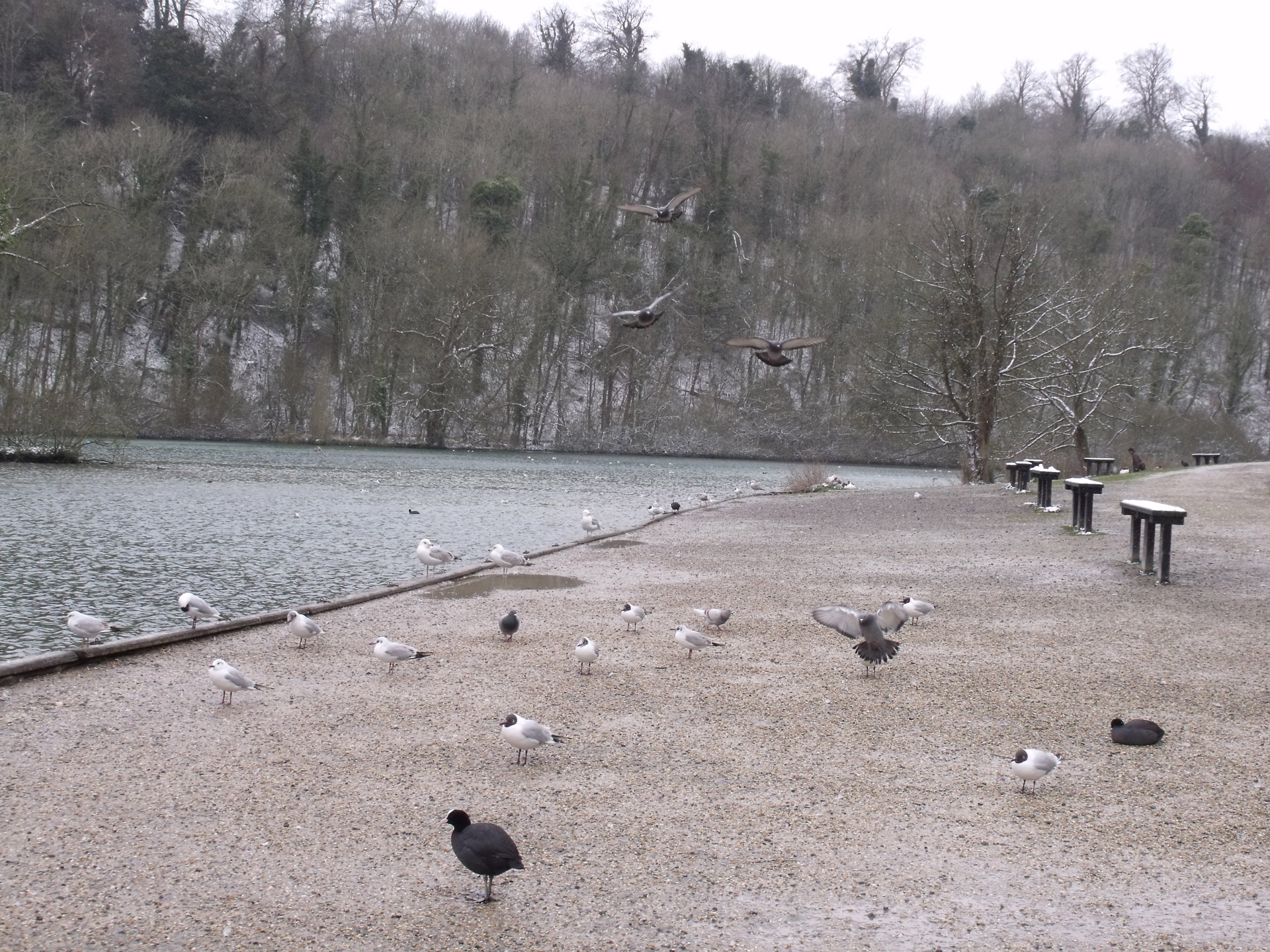 birds swanbourne lake nature free photo