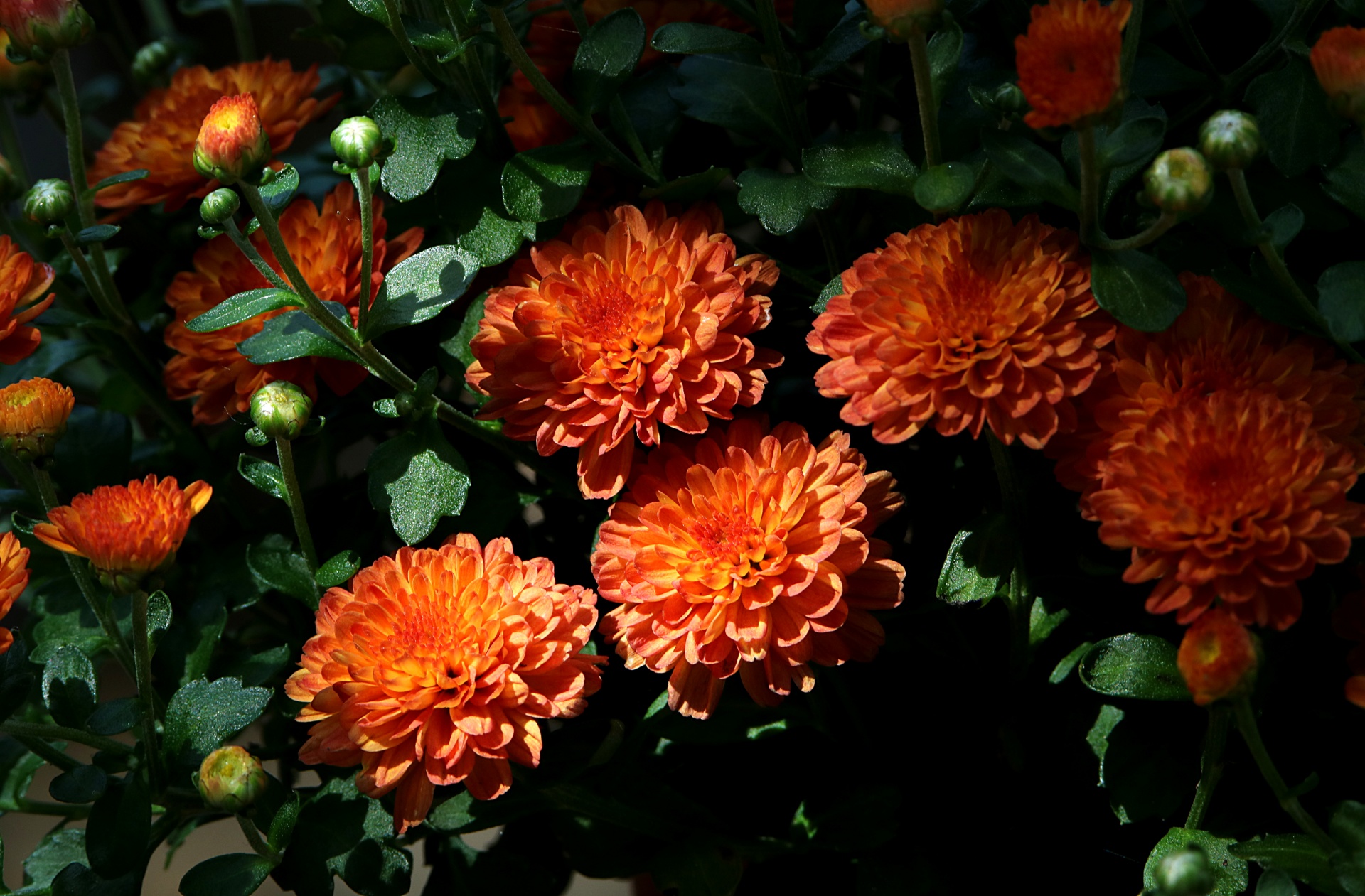 nature flowers orange free photo