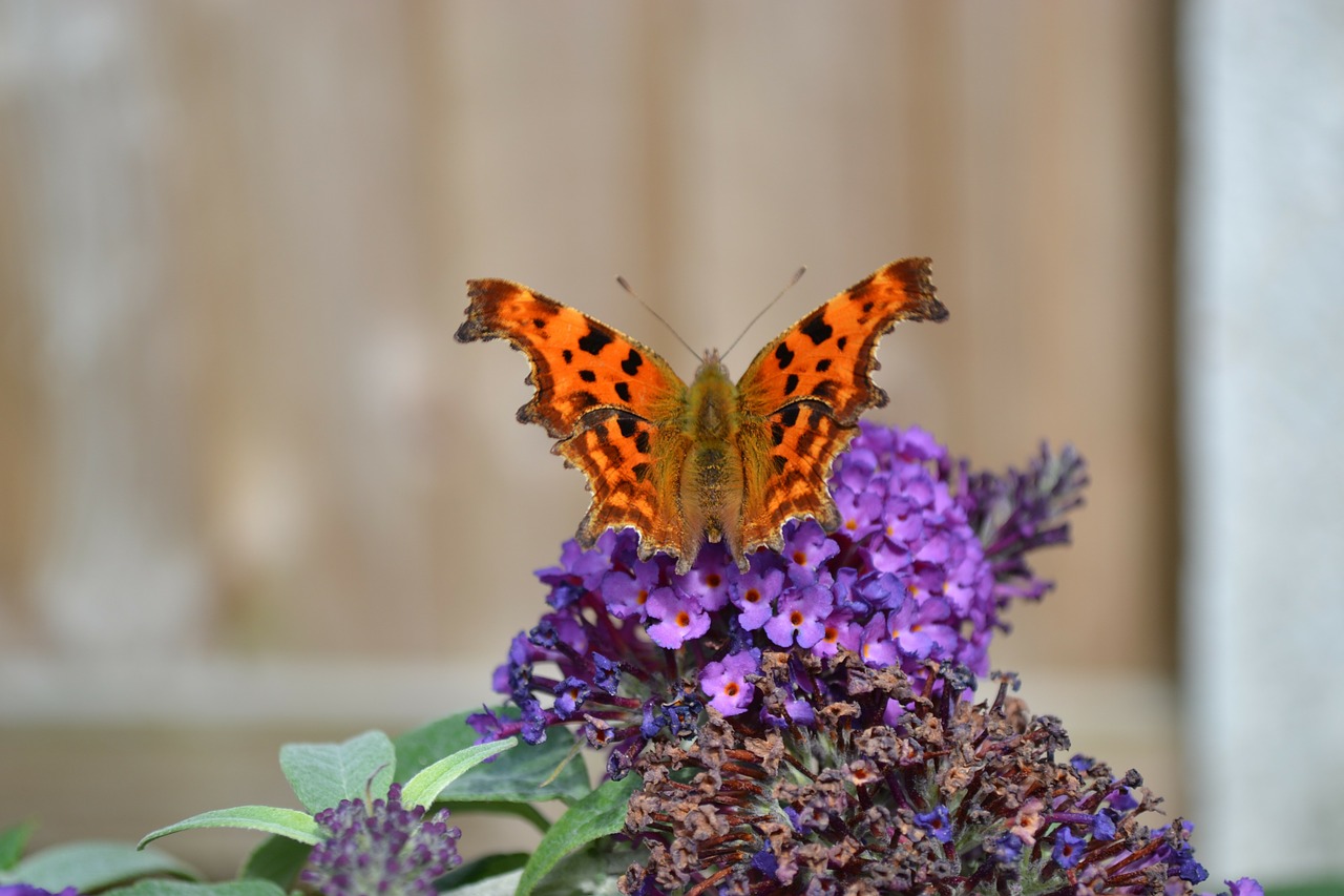 comma butterfly insect free photo