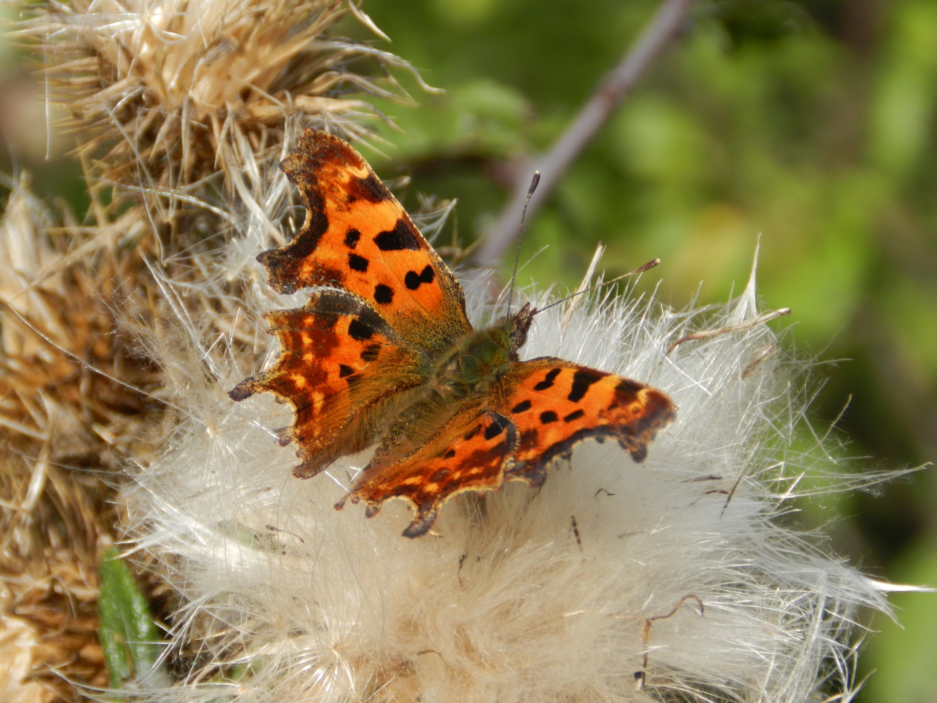 butterfly comma polygonia free photo