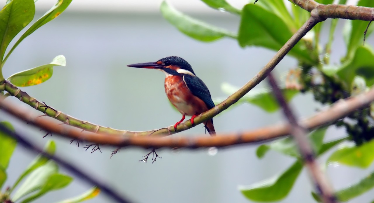 common  kingfisher  king free photo