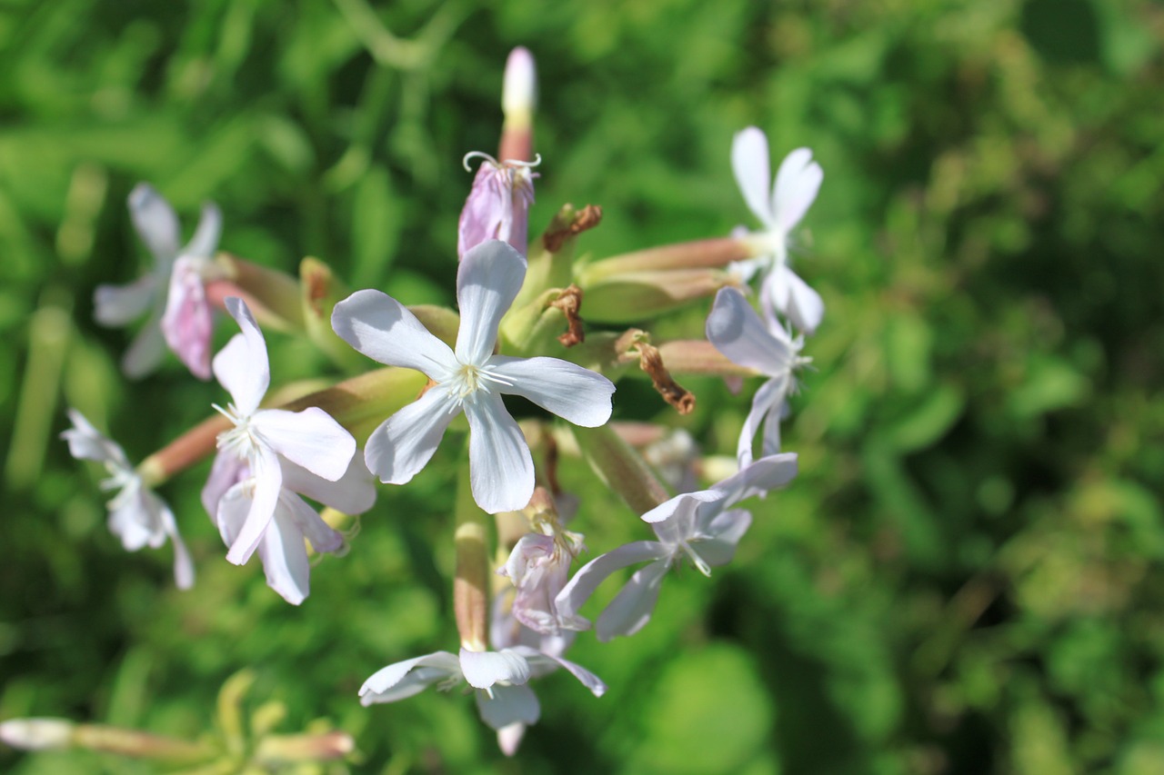 common flowers officinalis free photo