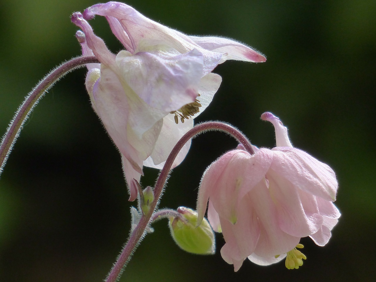 common akelei blossom bloom free photo