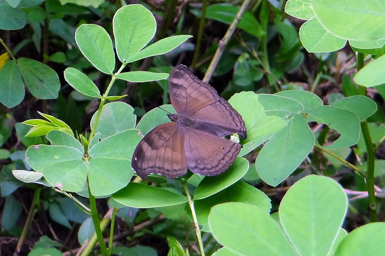 common baron butterfly euthalia aconthea free photo