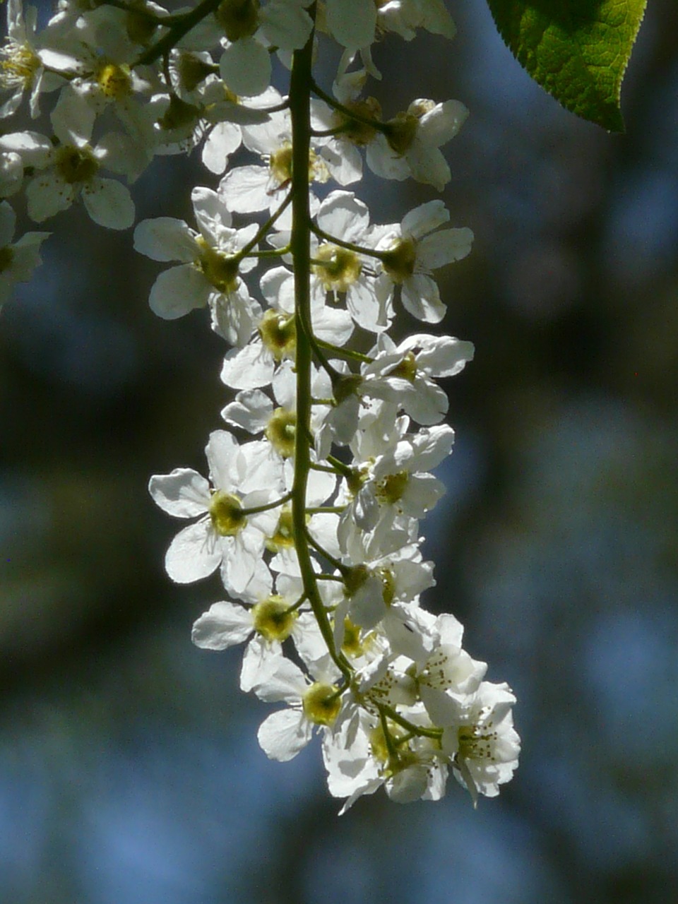 common bird cherry flowers prunus padus free photo