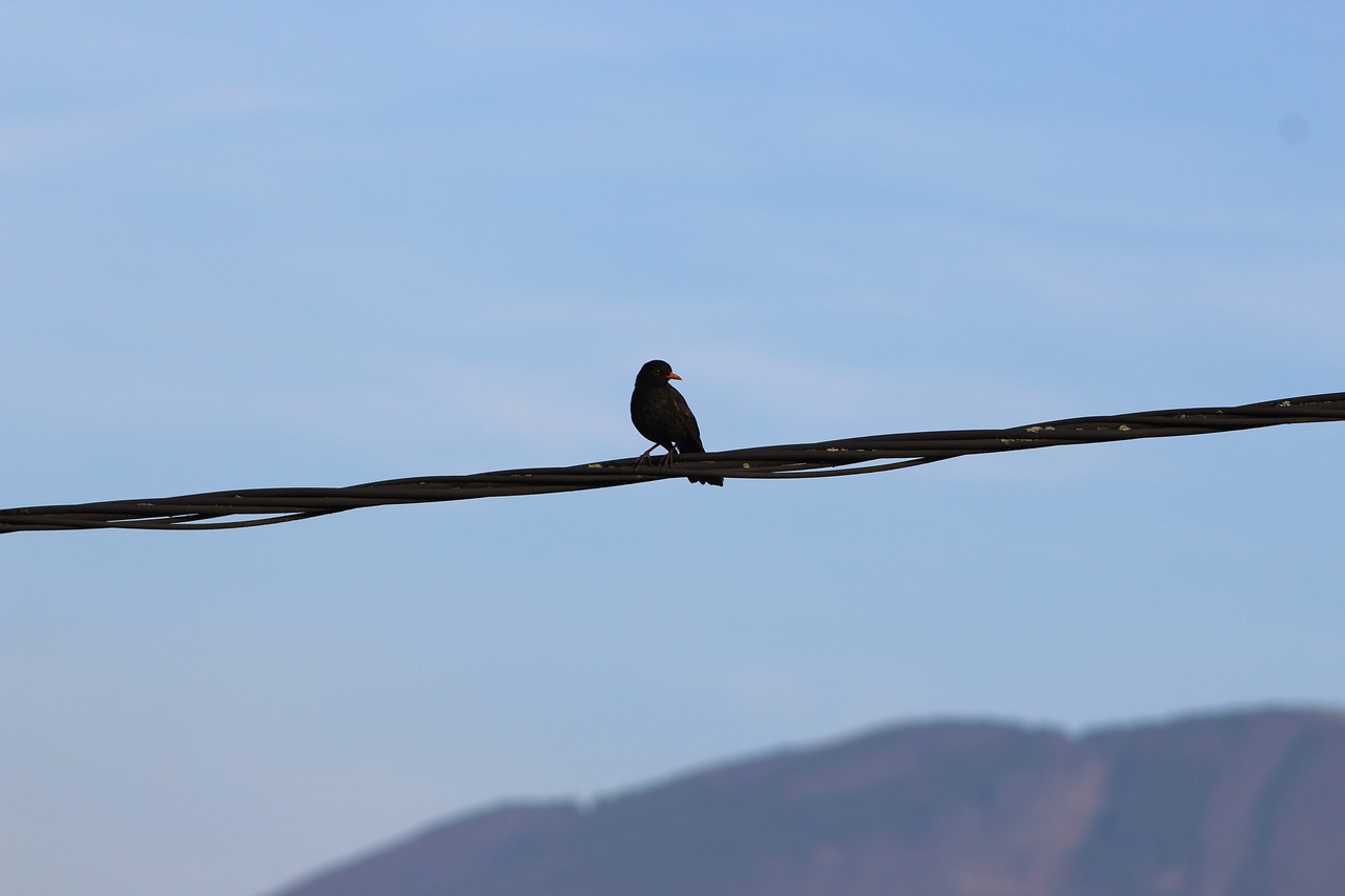 common blackbird bird on a wire blackbird free photo