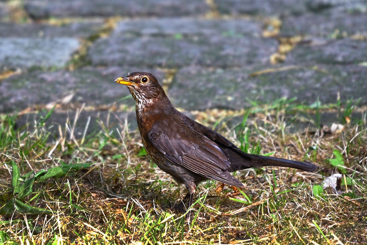common blackbird  bird  animal free photo