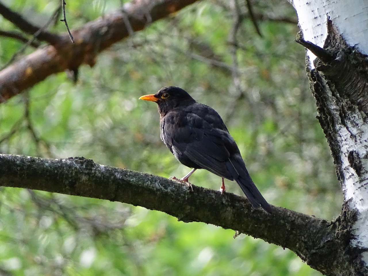 common blackbird  bird  black free photo