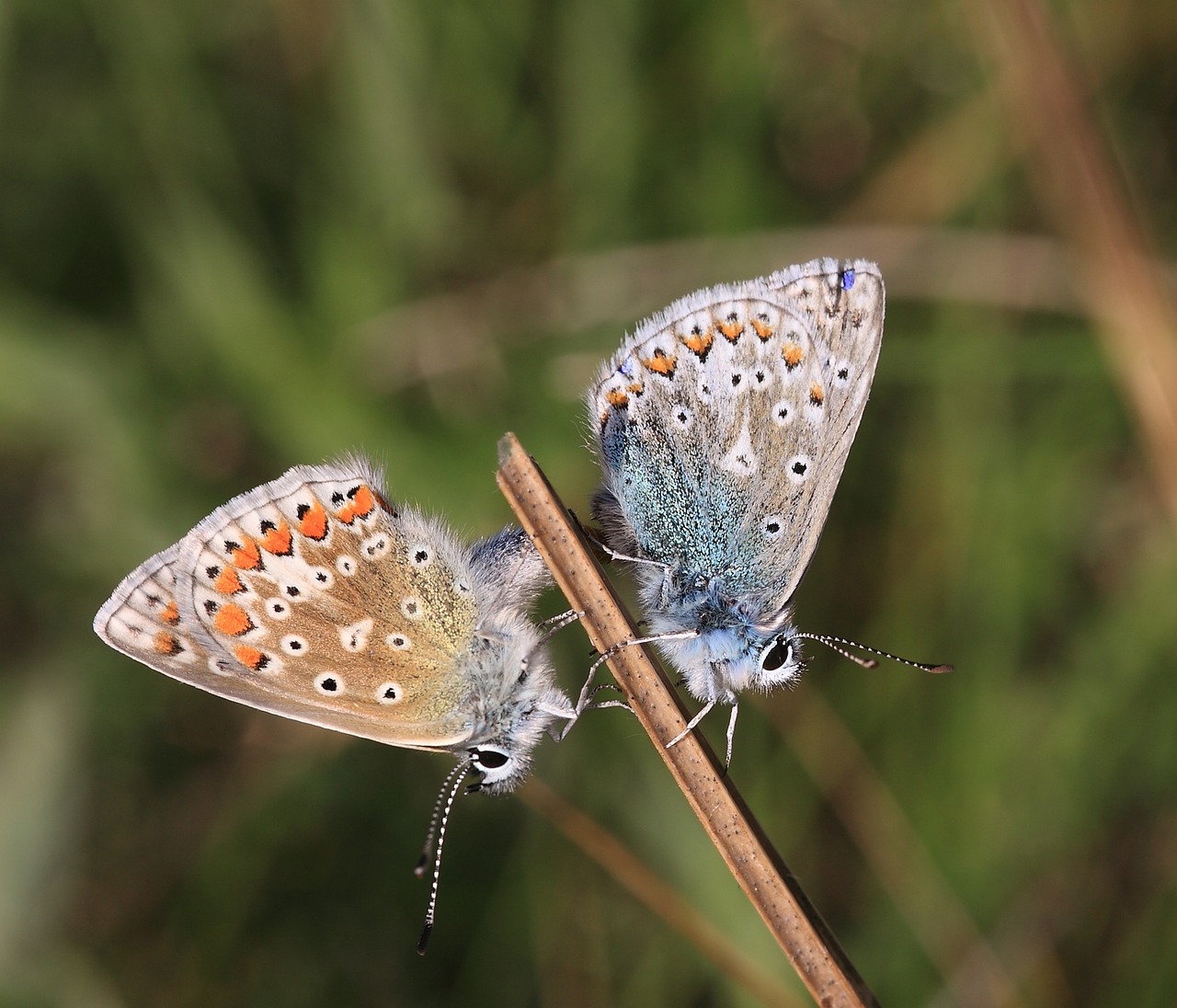 common blue polyommatus icarus butterflies mating free photo
