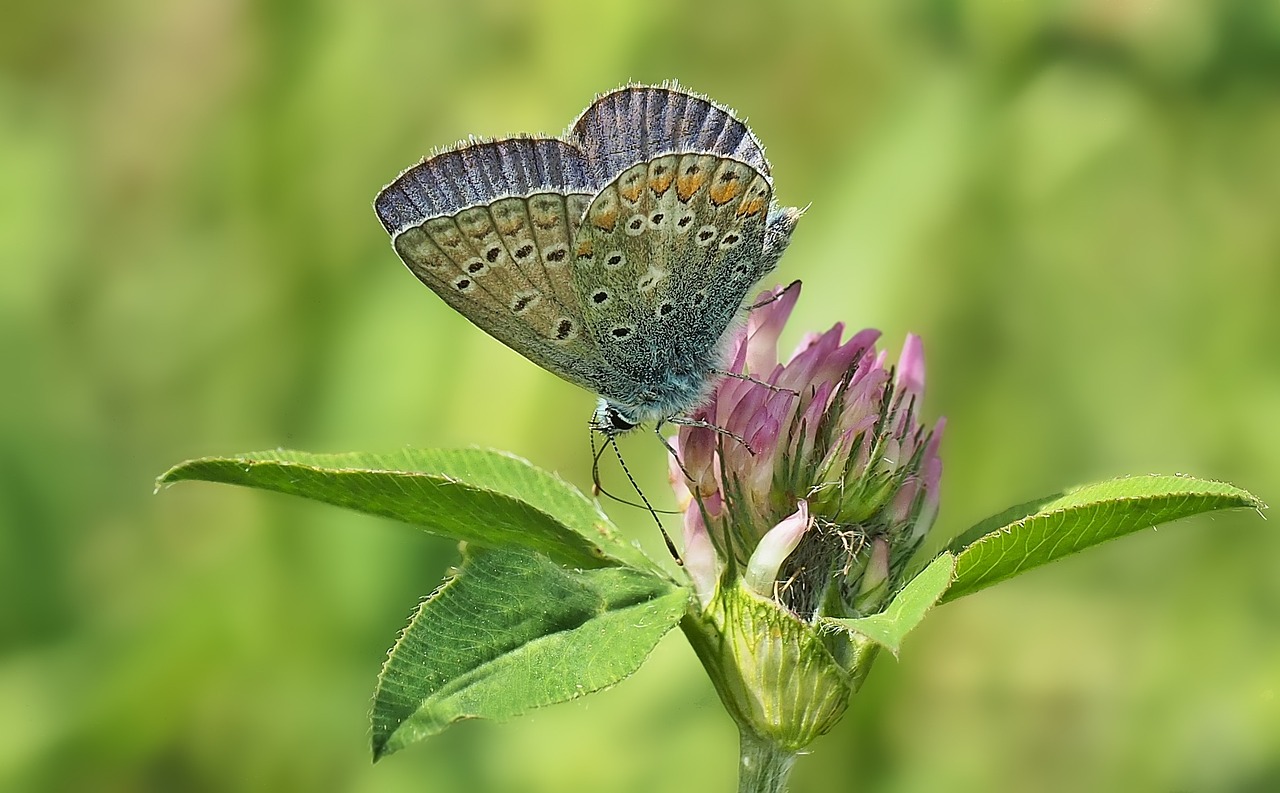 insect nature live free photo