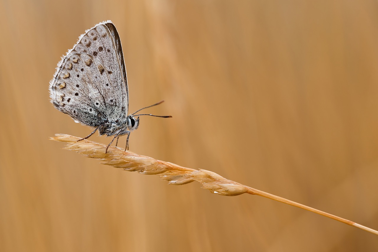 common blue butterfly macro free photo
