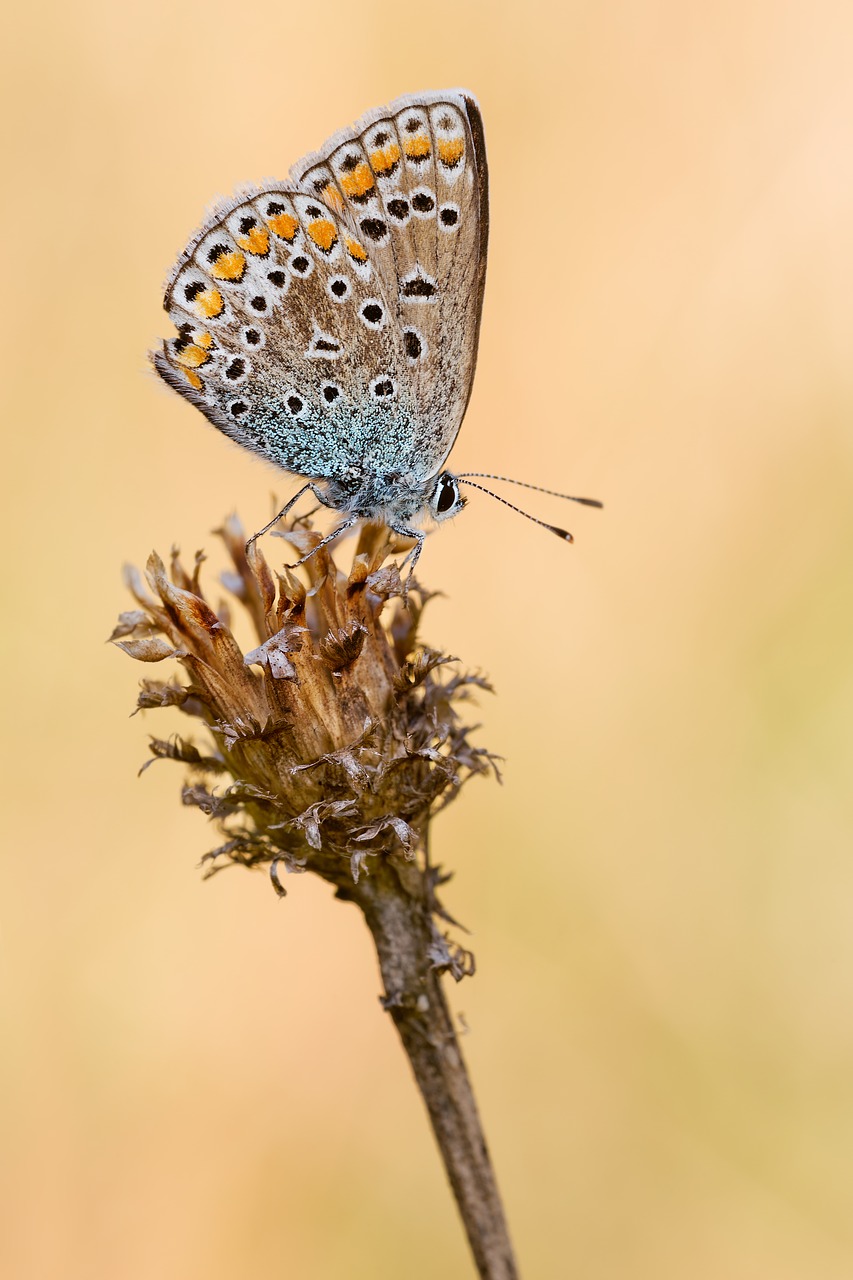 common blue butterfly insect free photo