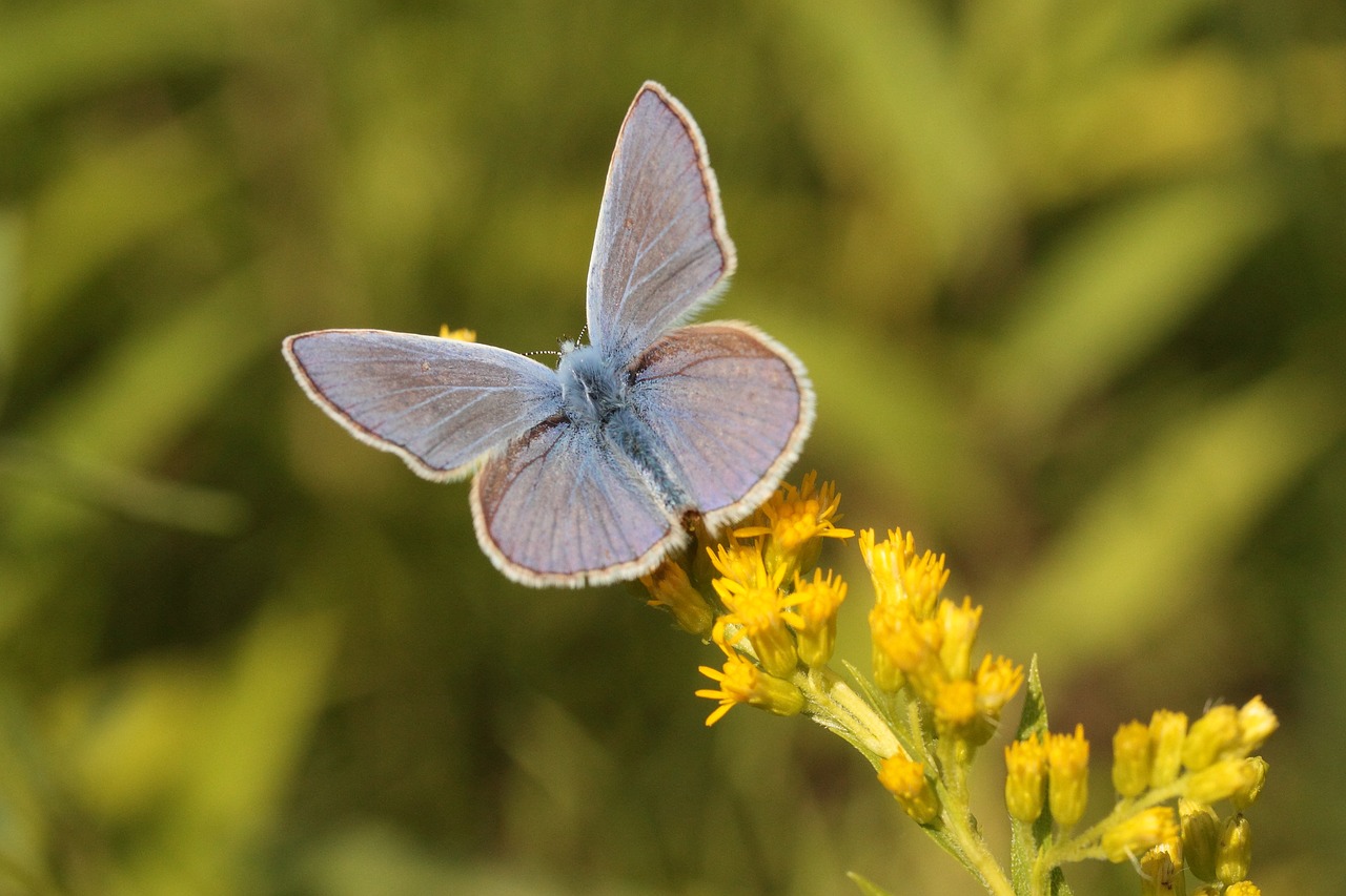 common blue butterfly insect free photo