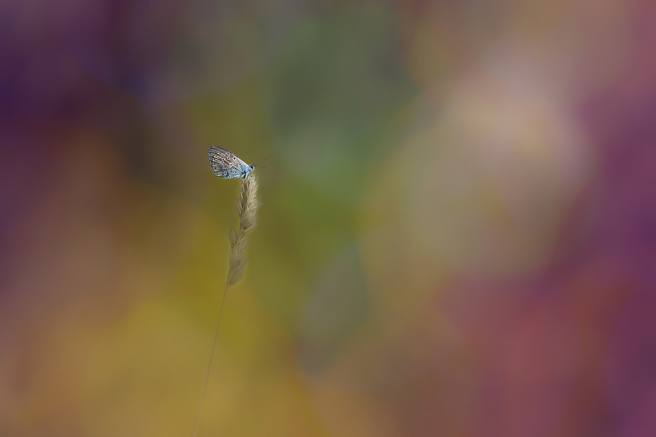 common blue bokeh butterfly free photo