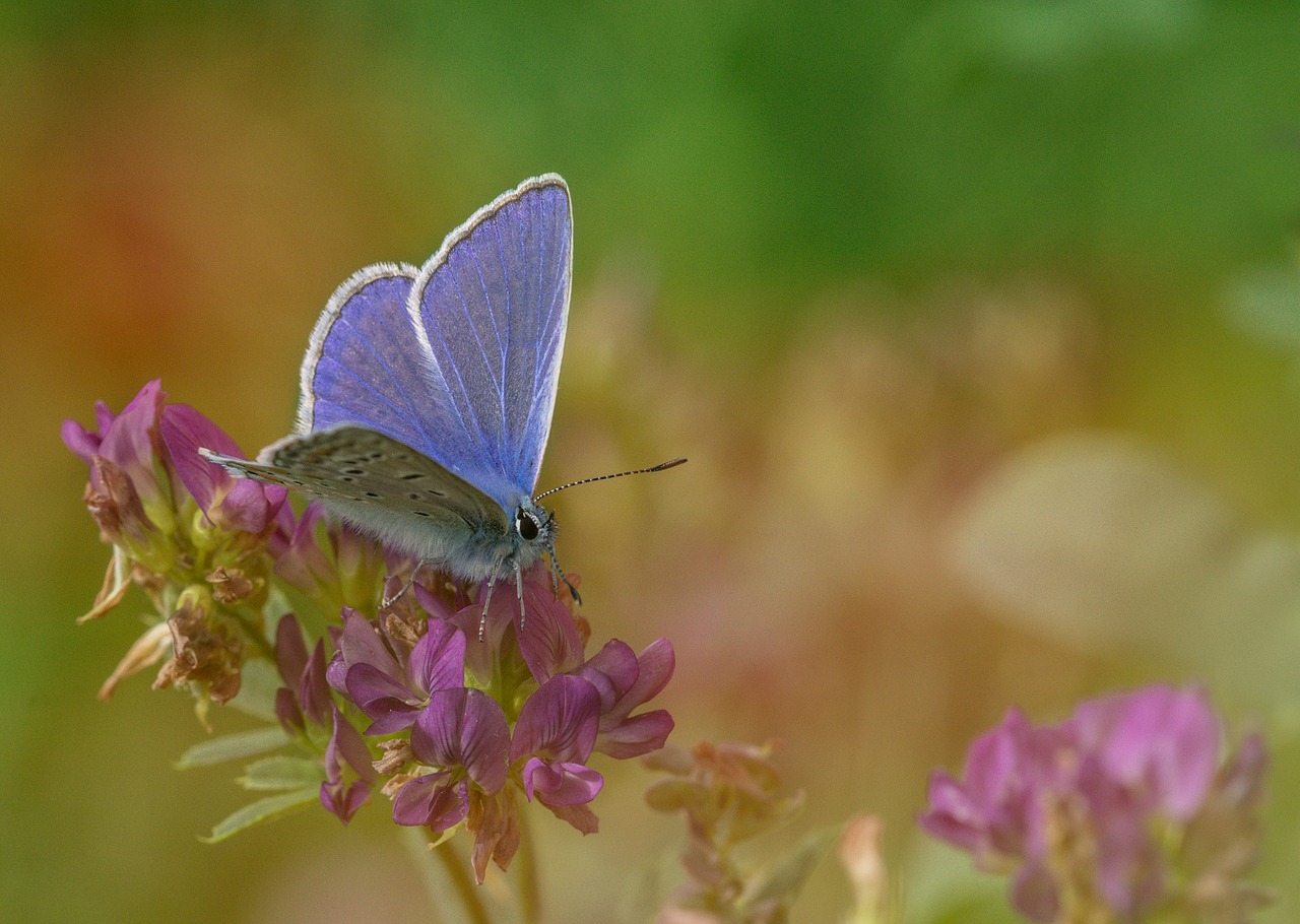 common blue butterfly butterflies free photo