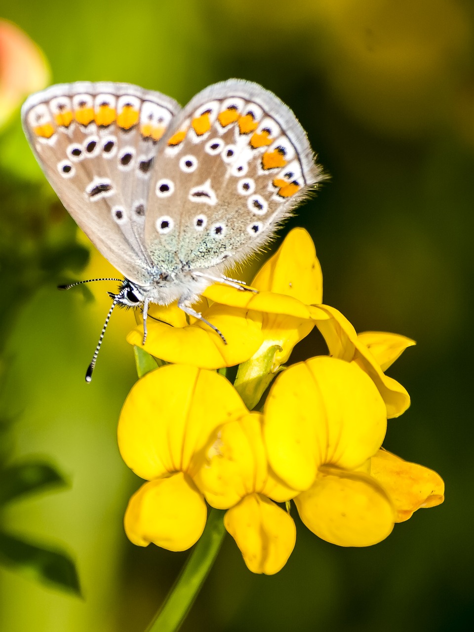 common blue butterfly nature free photo