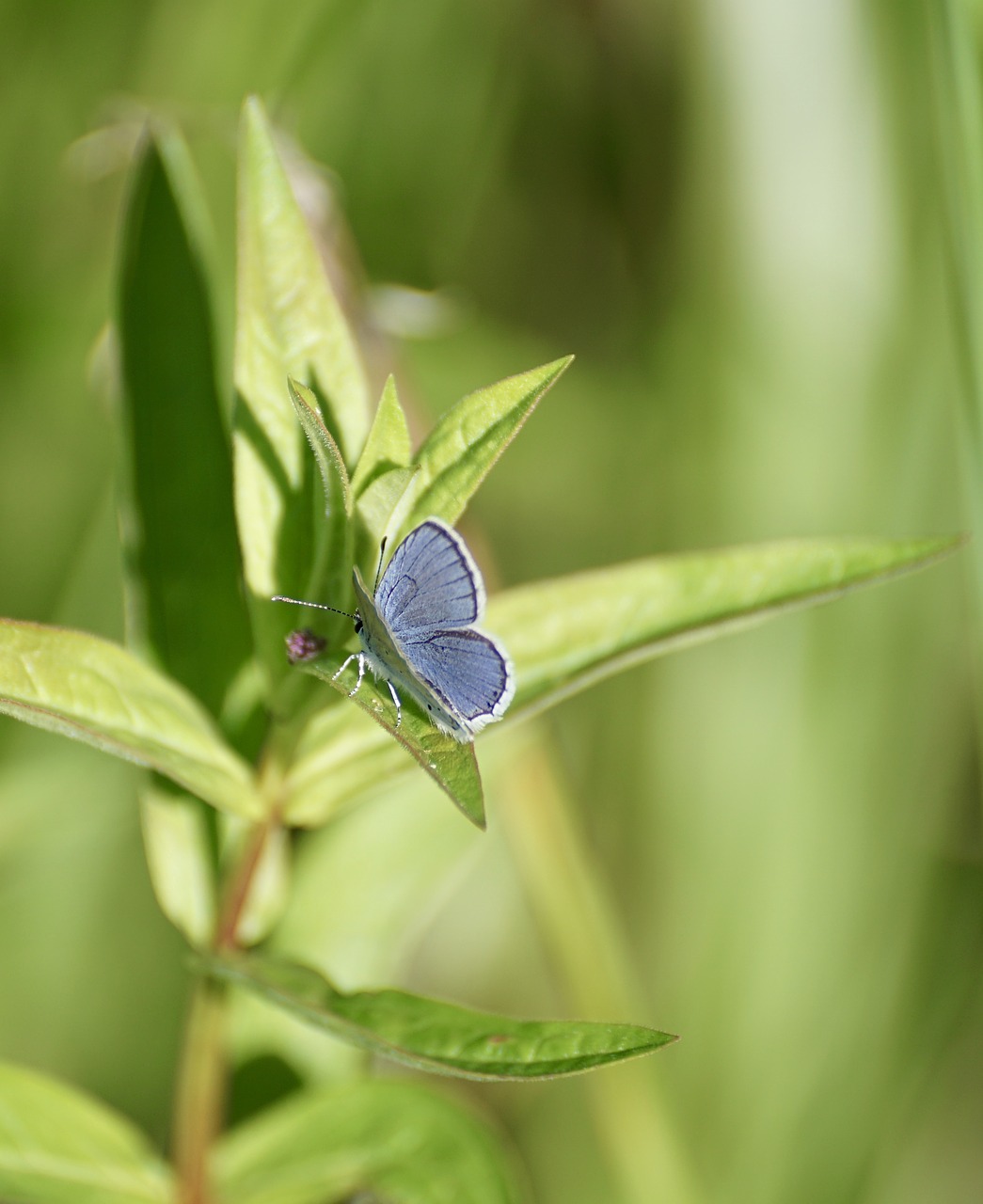 common blue butterfly common bläuling free photo