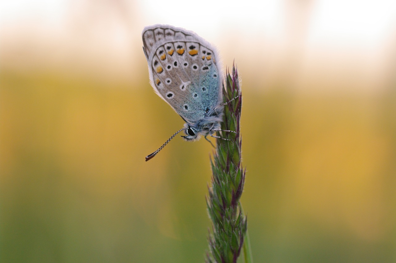 common blue nature macro free photo