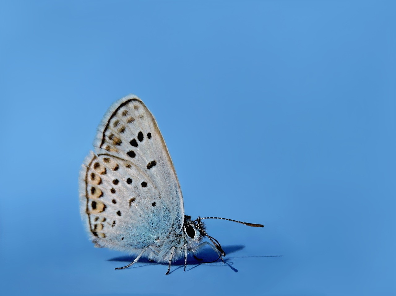 common blue hauhechel blue butterfly free photo