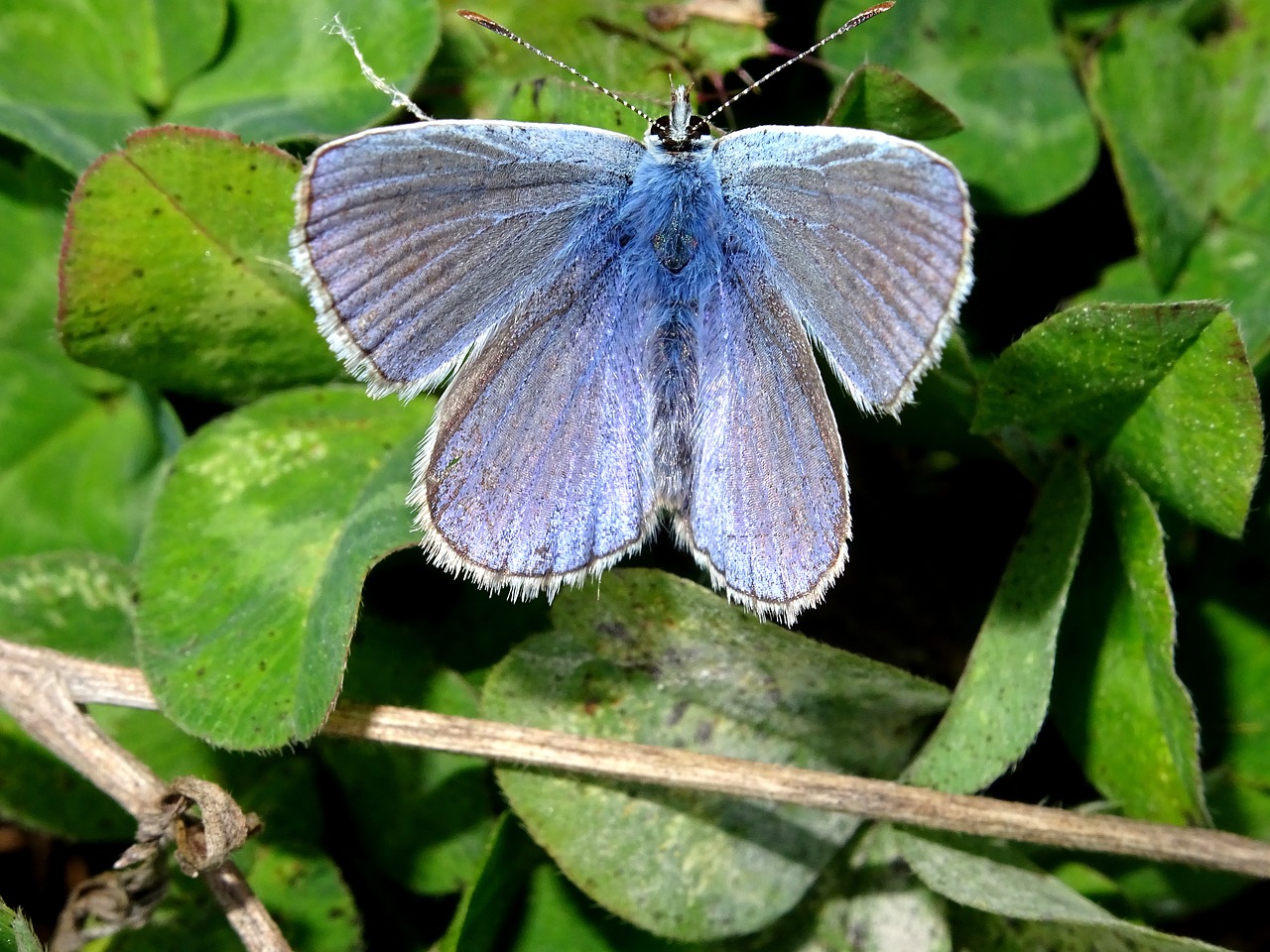 common blue  butterfly  insect free photo