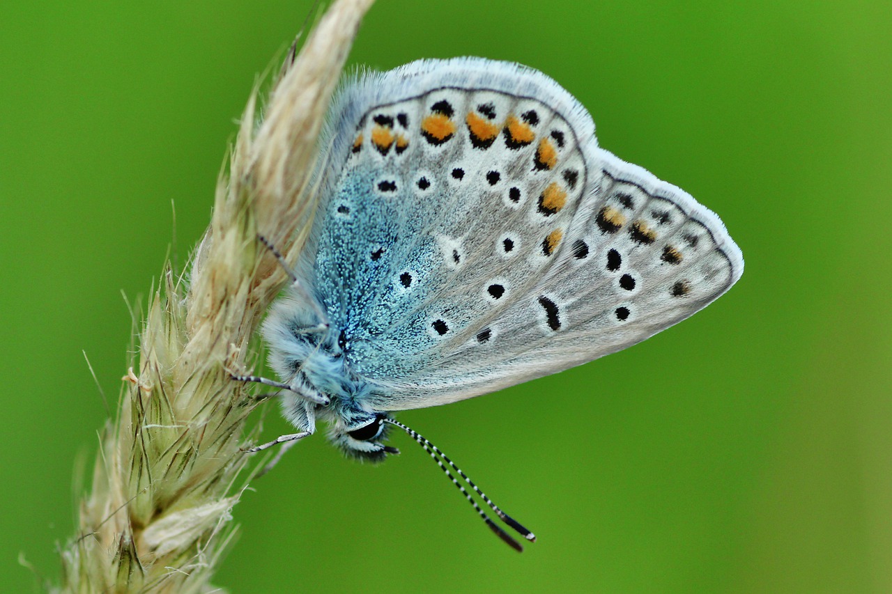 common blue  butterfly  butterflies free photo