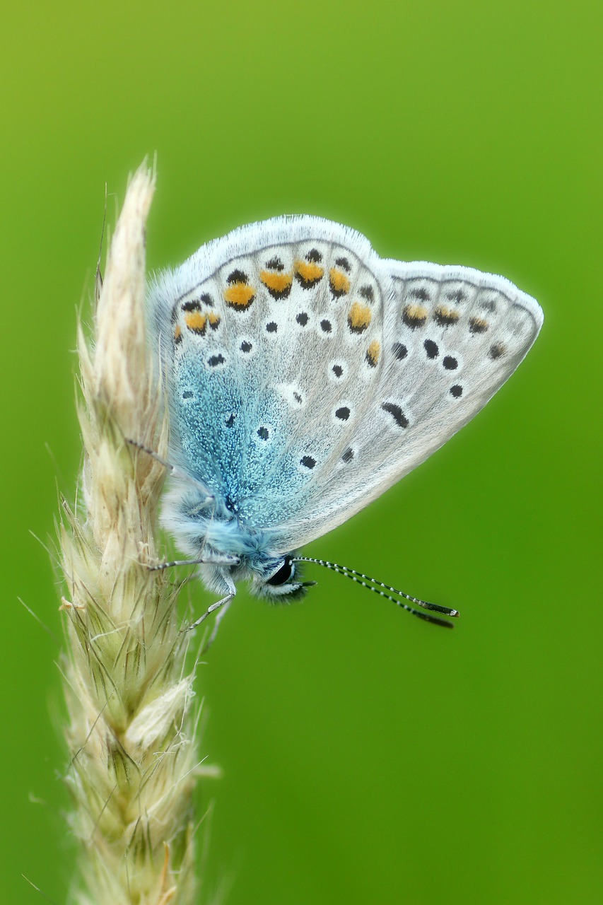 common blue  butterfly  butterflies free photo