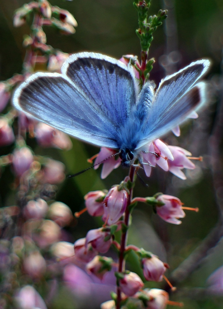 common blue butterfly butterflies free photo