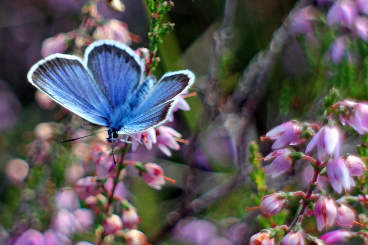 common blue butterfly butterflies free photo