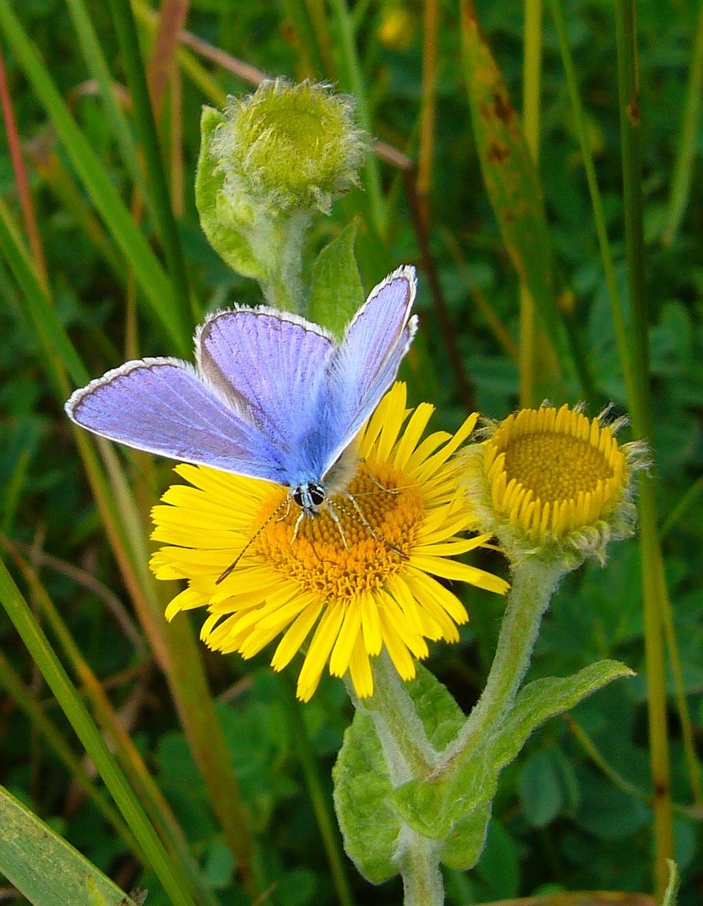 common blue butterfly polyommatus icarus free photo
