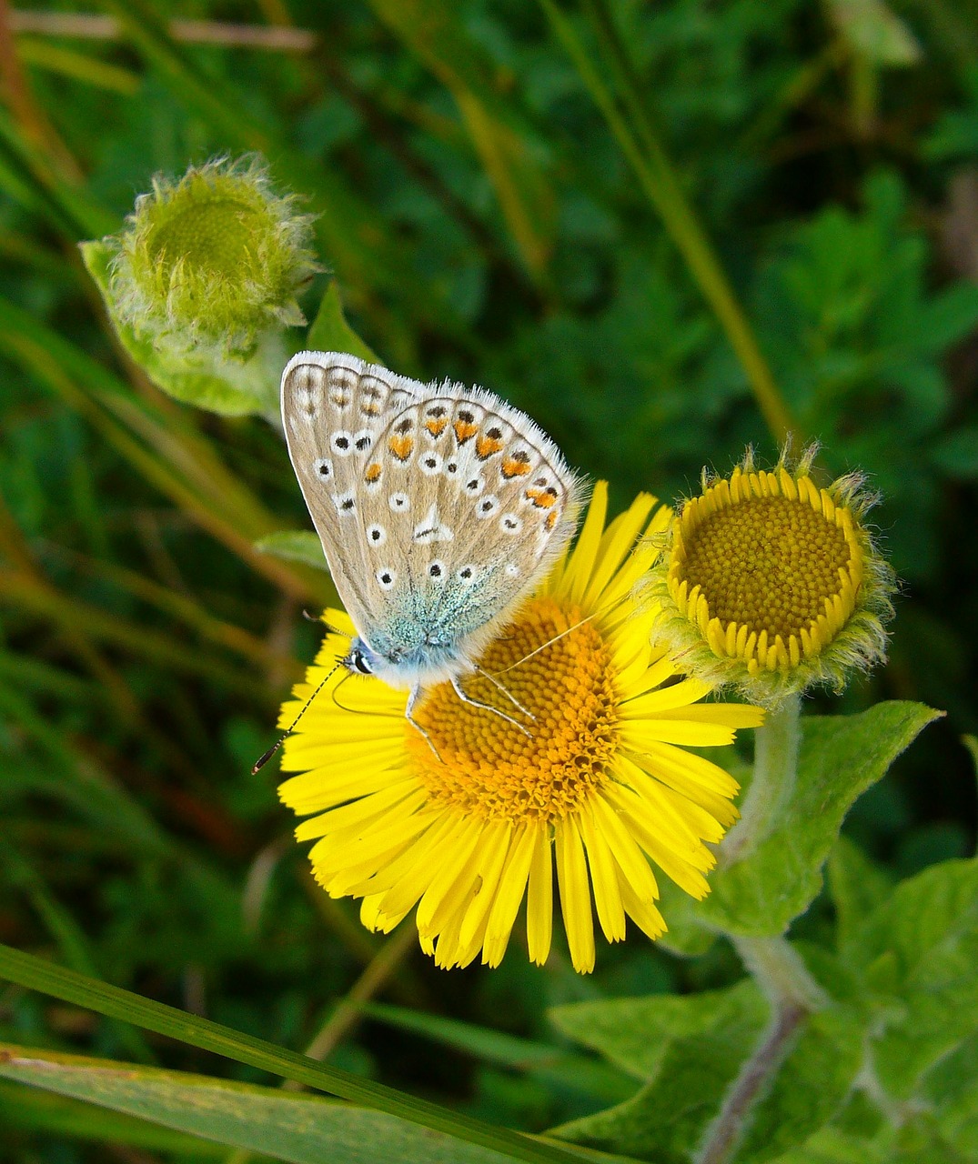 common blue butterfly polyommatus icarus free photo
