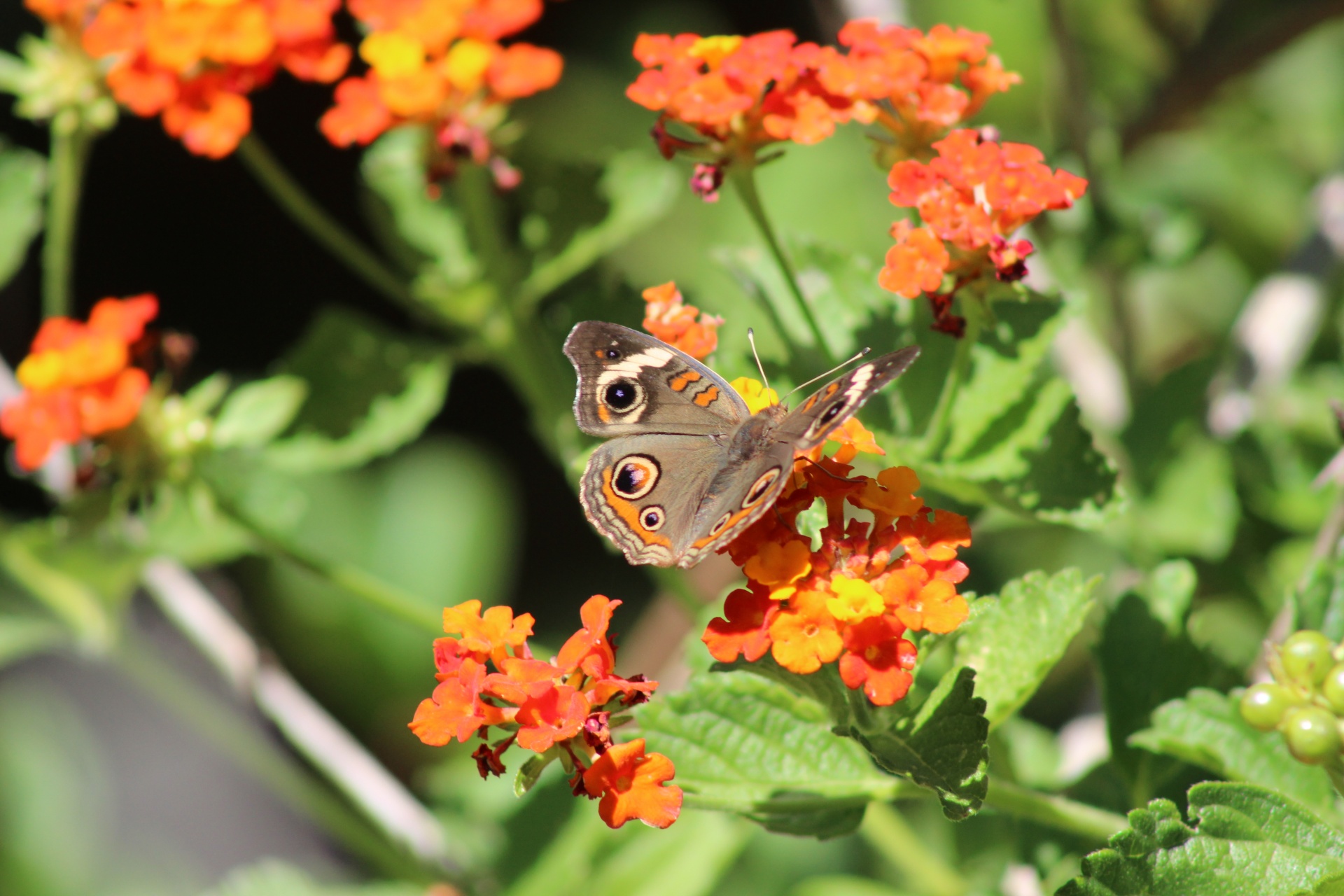 common buckeye butterfly free photo