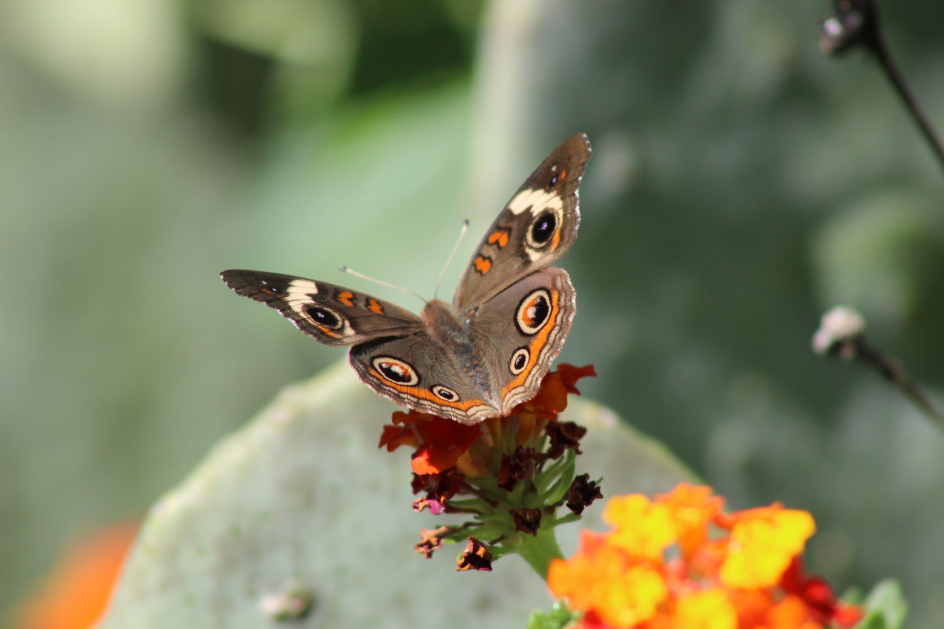 common buckeye butterfly free photo