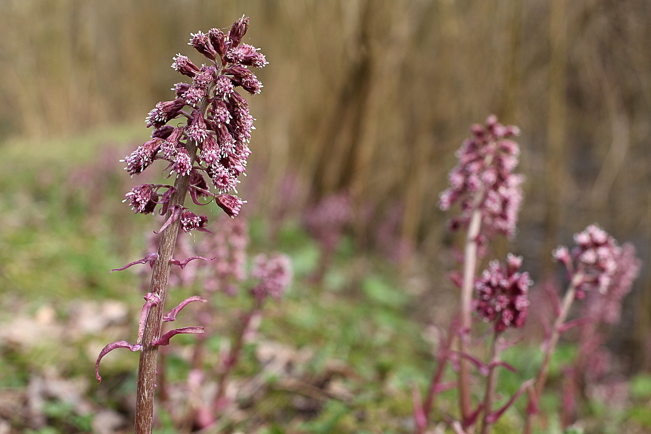 common butterbur medicinal plant plant free photo