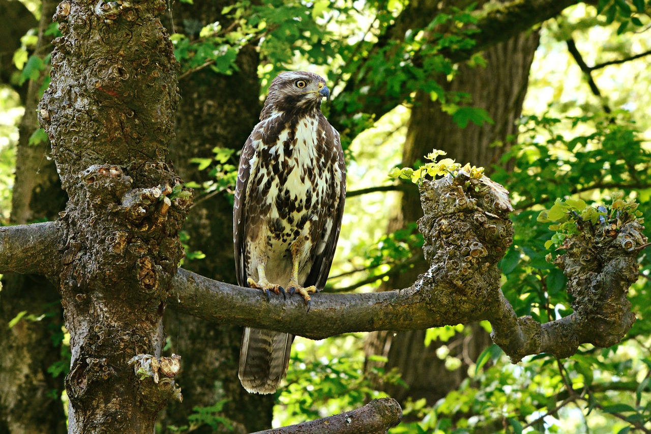 common buzzard  bird  predator free photo