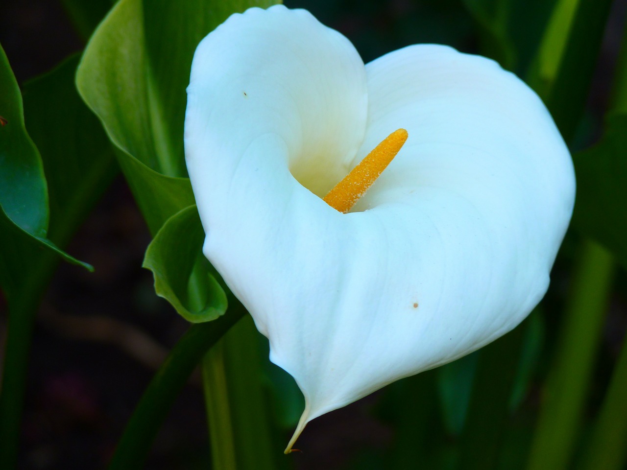 common calla,zantedeschia aethiopica,calla,blossom,bloom,plant,white,houseplant,free pictures, free photos, free images, royalty free, free illustrations, public domain