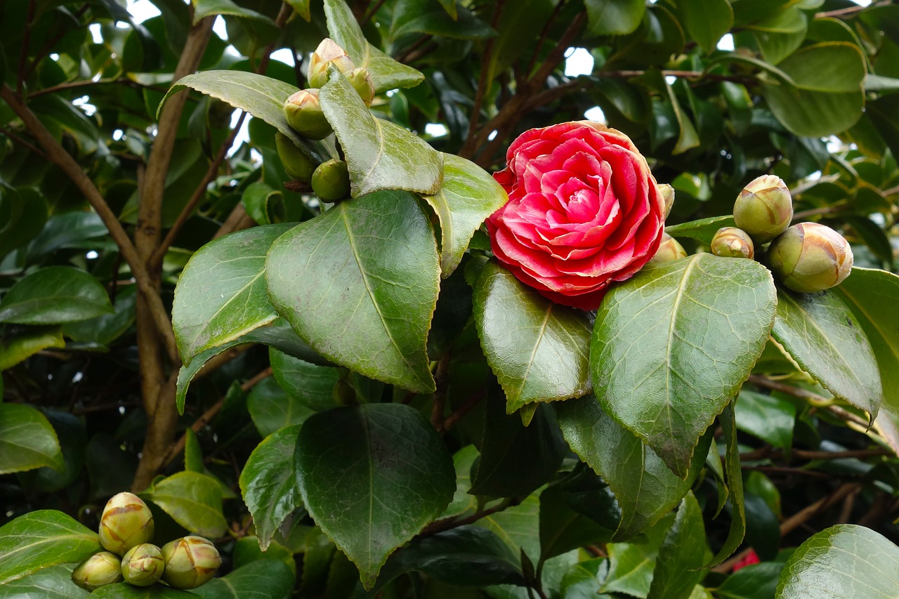 common camellia camellia japonica flower free photo