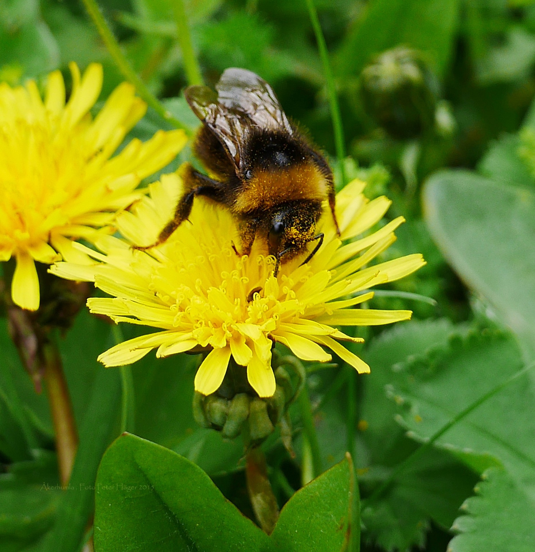 bumblebee bumble bees bee free photo