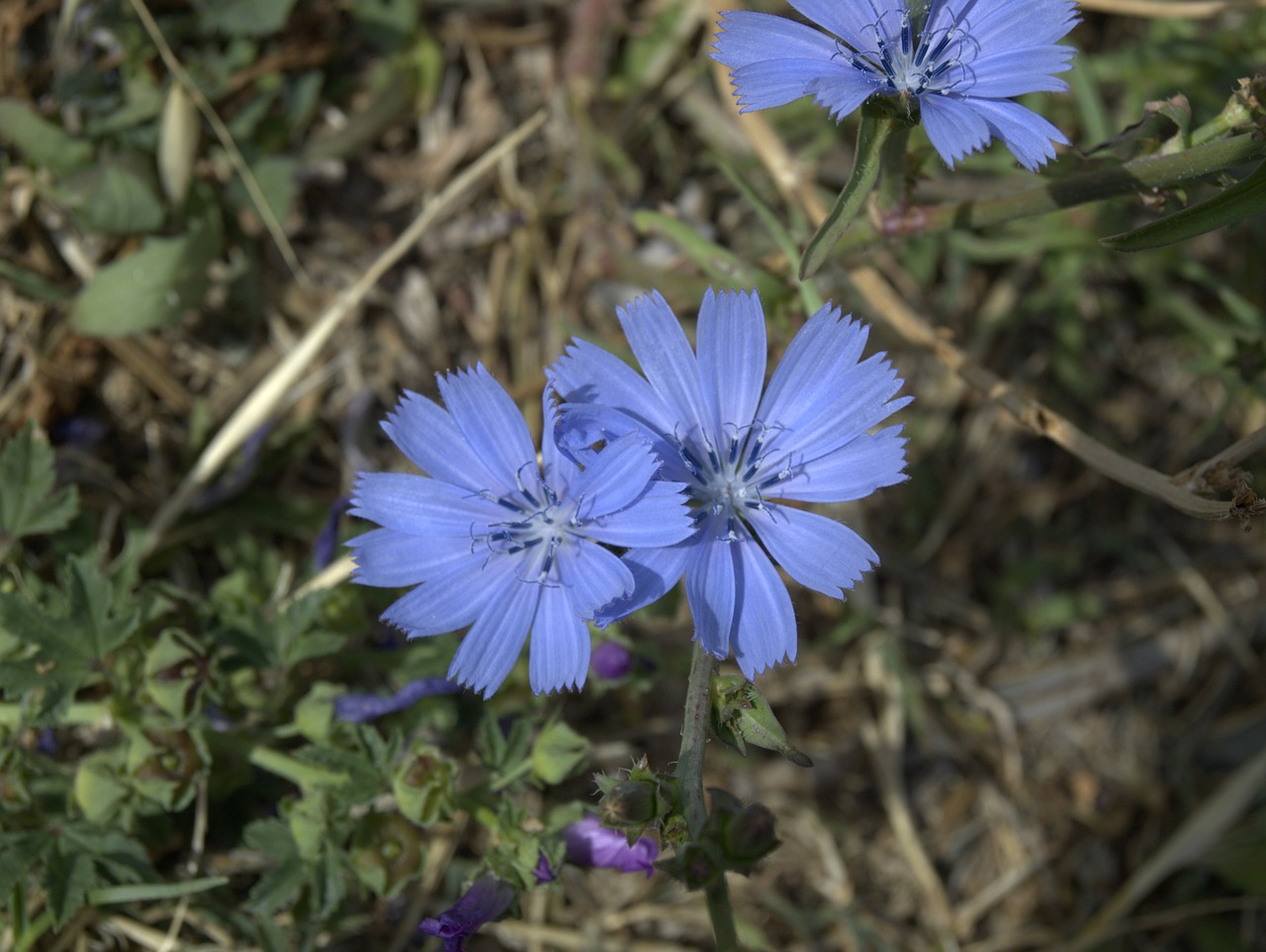 common chicory flower blue free photo