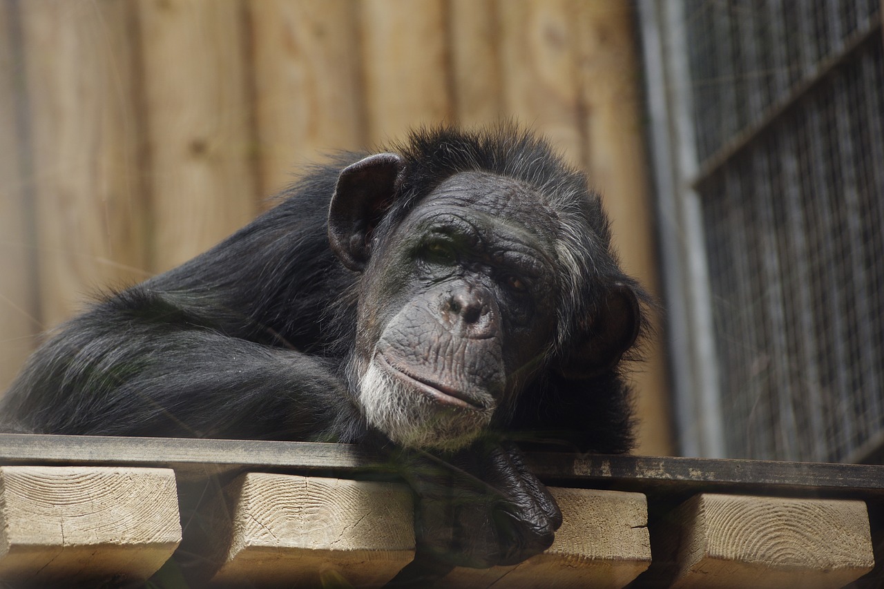 common chimpanzee great ape chimpanzee free photo