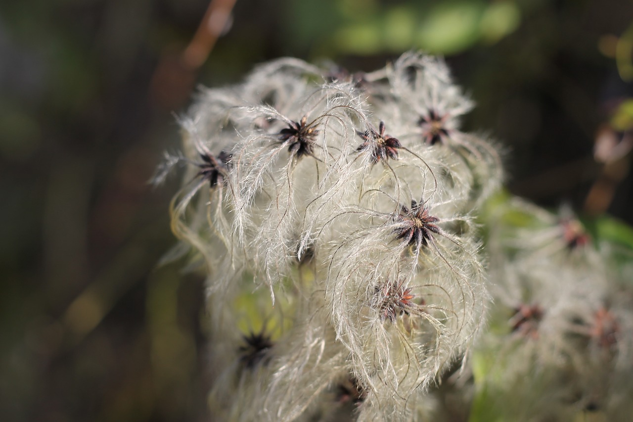 common clematis pods seeds free photo