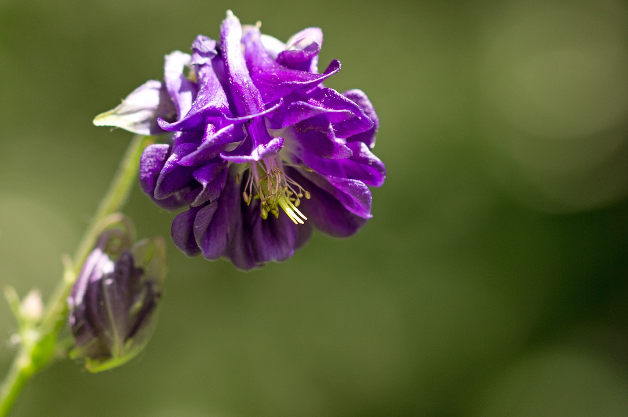 common columbine flower purple free photo