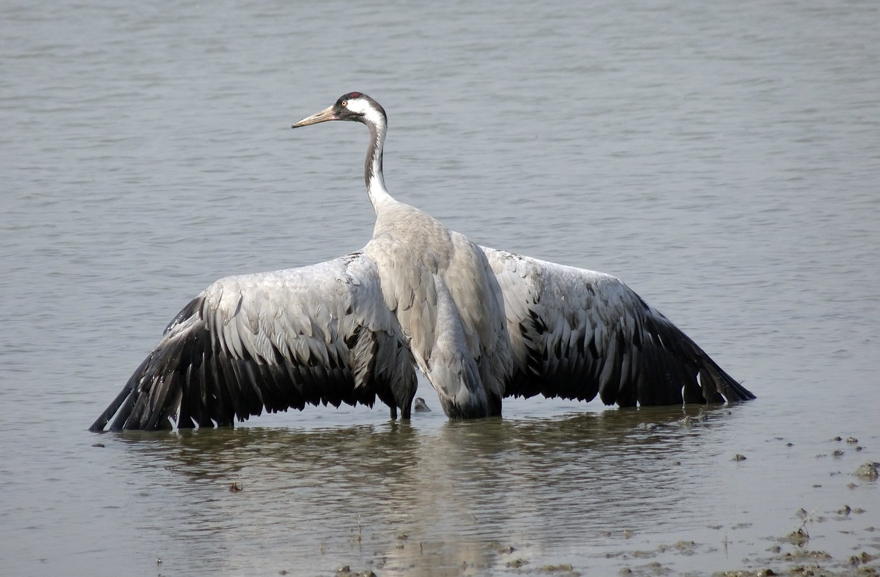 common crane  grus grus  eurasian crane free photo